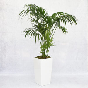 Kentia Palm in witte vierkante hoge lechuza