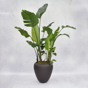 Aardewerk pot met Strelitzia