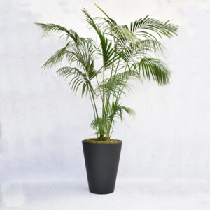 Kentia Palm in “Olla black” pot met mos