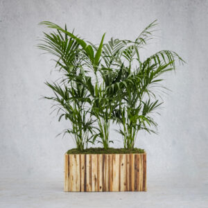 Houten plantenbak met Kentia palm